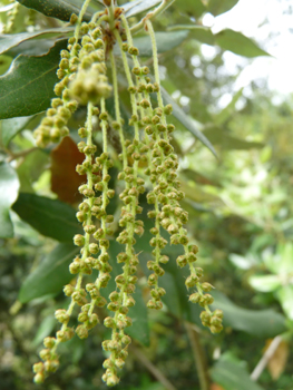 Nombreuses fleurs mâles en forme de chatons verdâtres puis jaunes longs de 4-6 cm, allongés et pendants. Agrandir dans une nouvelle fenêtre (ou onglet)